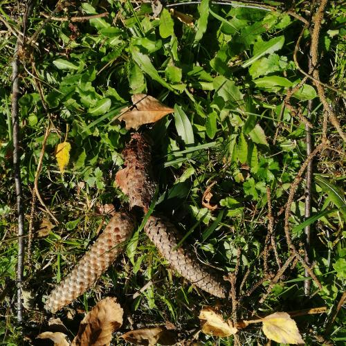 Landart