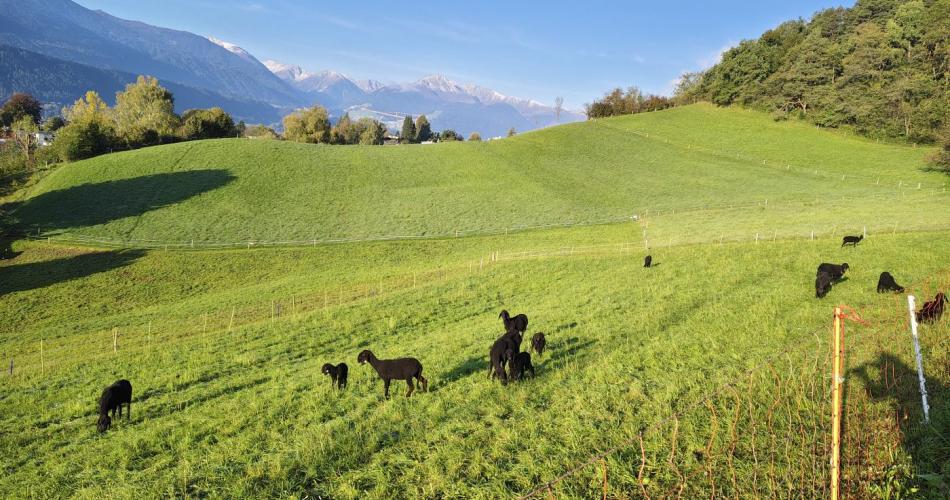 GrünerBoden_Schafe