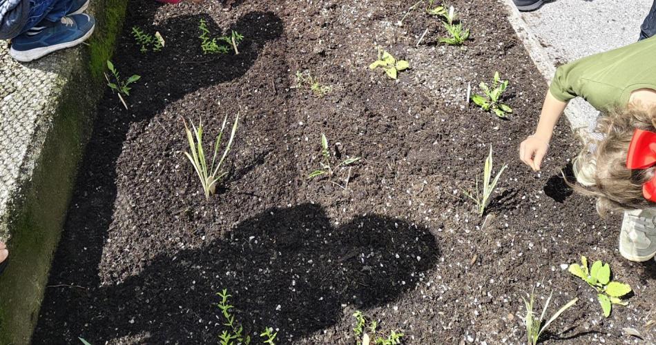 Blumenbeet